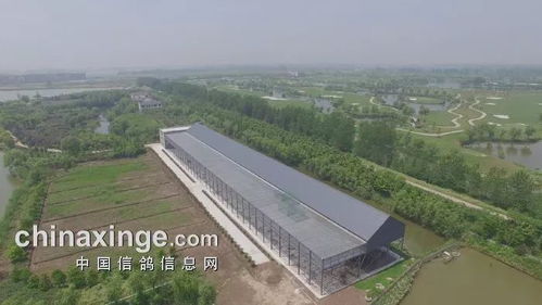 鸽翔盛世 星耀长江 江苏长江公棚双探视走你