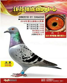 鸽界黄浦 中信网铭鸽展厅 www.ag188.com